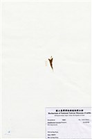 藏品(短尖假羽藻)的圖片